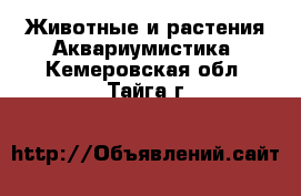 Животные и растения Аквариумистика. Кемеровская обл.,Тайга г.